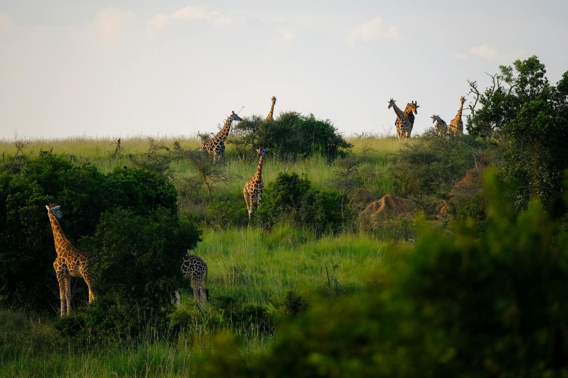 Safari Adventure