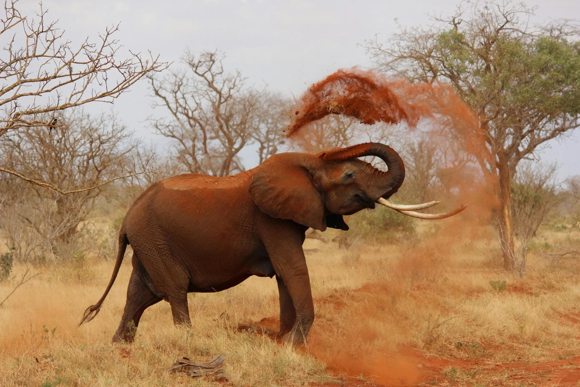 Wild South Africa